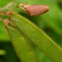 Tephrosia tinctoria (L.) Pers.